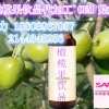 直销橄榄果代加工OEM，上海专业odm水果酵素代加工