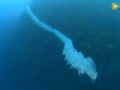 全球卫视：海底发现巨型柱状生物 潜水员可以随意 (4929播放)