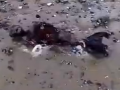 全球卫视：英国大雅茅斯海滩惊现一具“人鱼”尸体 画面恐怖 (5224播放)