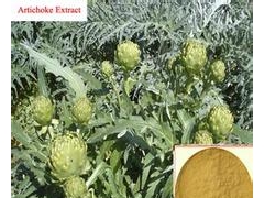 批发朝鲜蓟提取物厂家图1