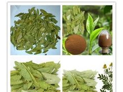 批发番泻叶提取物厂家图1