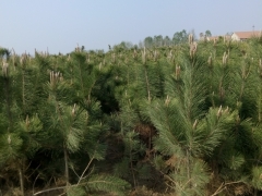 黑松价格 黑松图片 黑松产地 黑松绿化苗木苗圃基地图1