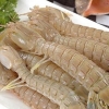 熟食海鲜特产 醉爬虾