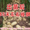 马铃薯种子马铃薯种子马铃薯种子信和马铃薯种子山东信和良种