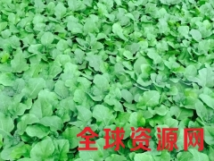 宝鸡西瓜嫁接苗厂家 批发西瓜苗图1