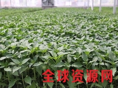 咸阳嫁接西瓜苗 西瓜种苗厂厂址图1