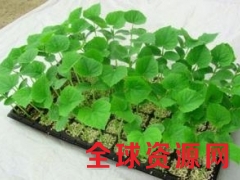铜川西瓜种苗育苗厂现苗批发图1