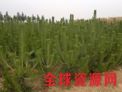 供应30公分大杯1.5米黑松苗莒南顺义苗木基地图1