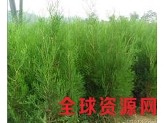山东侧柏苗 山东侧柏苗价格 山东侧柏苗批发 山东侧柏苗木图1