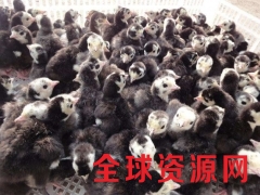 火鸡首选天和,廖正军火鸡现场学习,火鸡免费技术支持图1