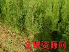侧柏苗供应图1