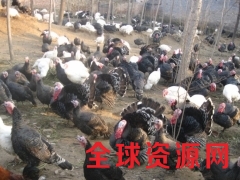 贝蒂娜，青铜，尼古拉、、、、图3