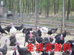 致富项目，火鸡养殖！要找就找13357991192图3