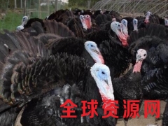 贝蒂娜，青铜，尼古拉！！！！！要买就找军曼！！！图2