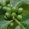 厂家现货供应绿咖啡豆提取物