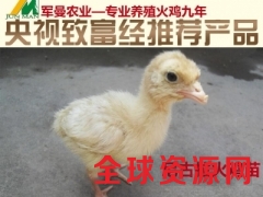 求购火鸡苗！！！1335 7991192！！图3