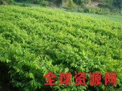 供应沉香树(沉香苗)中国北流 白木香树(白木香苗)图1