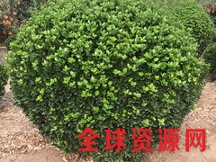 招远大叶黄杨球基地图1