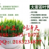 南京专业大麦若叶青汁粉代餐粉oem