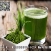 提供大麦若叶青汁粉代餐粉代工ODM