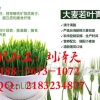 南京大麦若叶青汁粉代餐粉代加工企业