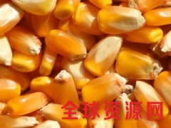 四川纵翔饲料常年求购：玉米、大米、碎米等