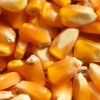 四川纵翔饲料常年求购：玉米、大米、碎米等