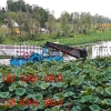 安徽大型水浮莲清理船 新型全自动水葫芦割草船