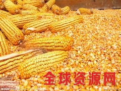 四川纵翔饲料求购玉米、大米、碎米等