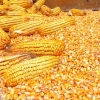 四川纵翔饲料求购玉米、大米、碎米等