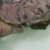 牛腱子卤牛肉酱牛肉注射原料注射粉增嫩保水增重增脆原料