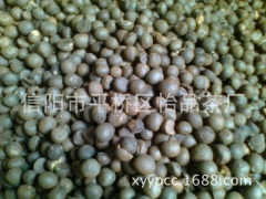 茶叶种子、茶树种子、绿茶种子、茶叶籽、信阳毛尖茶种子厂家供应图3