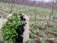 茶苗价格、茶树苗批发、茶叶苗厂家供应保质保量图1