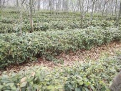 茶苗价格、茶树苗批发、茶叶苗厂家供应保质保量图2