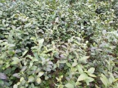 茶苗价格、茶树苗批发、茶叶苗厂家供应保质保量图3