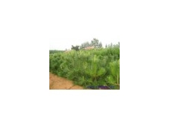 油松产地价格_欢迎咨询_专做园林绿化_现货直销图2