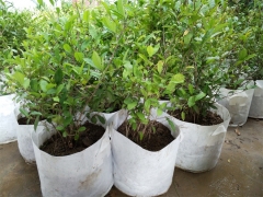 茶树 园艺茶树 盆栽 四季常青 秋冬花季 信阳厂家基地供应图1