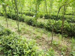 茶树 园艺茶树 盆栽 四季常青 秋冬花季 信阳厂家基地供应图3