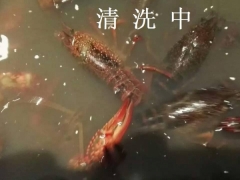 龙虾牡蛎贝壳雷士超声波清洗机图3
