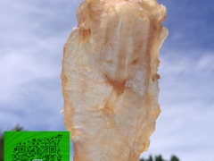 日本北海道刺参批发招代理图2