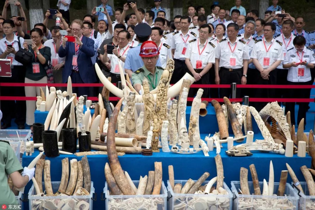 ▲资料图片：2015年5月北京集中销毁660多公斤象牙。（东方IC）