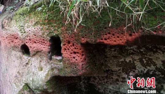 乐山大佛景区内有孔洞的红砂岩壁。 钟欣 摄