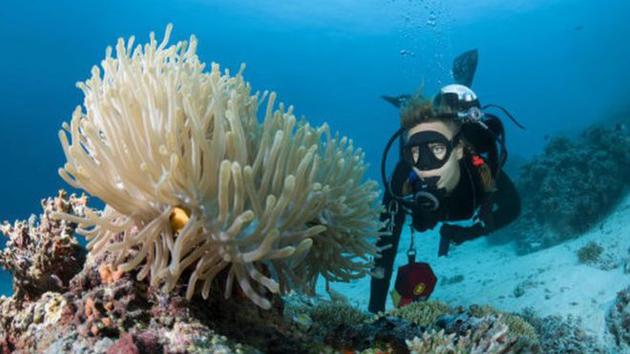 研究显示防晒霜可能会引起珊瑚白化。