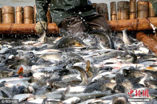 资料图：2016年12月22日，江西九江湖口县南北港水产养殖场，一年一度的捕鱼正式起网。图片来源：视觉中国