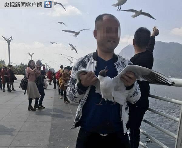 罚款2000元！滇池游客抓鸥拍照发微博被举报
