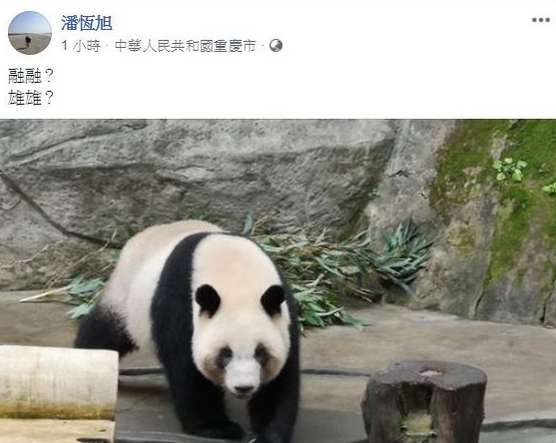 大陆赠送高雄熊猫民进党阻挠 台媒批:吃力不讨好