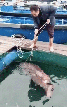 罕见!男子钓到长1.66米重210斤石斑鱼:高价也不卖