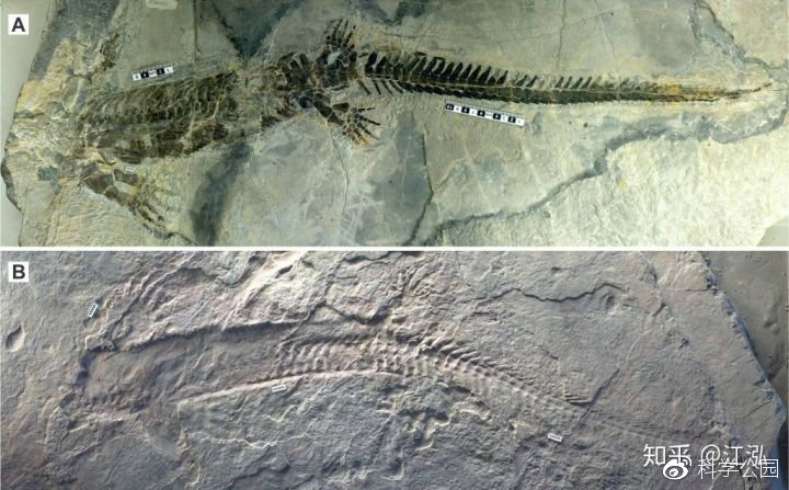 图注：扇桨龙化石，上面的编号WGSC V26020，下面的编号IVPP V4070，图片来自论文