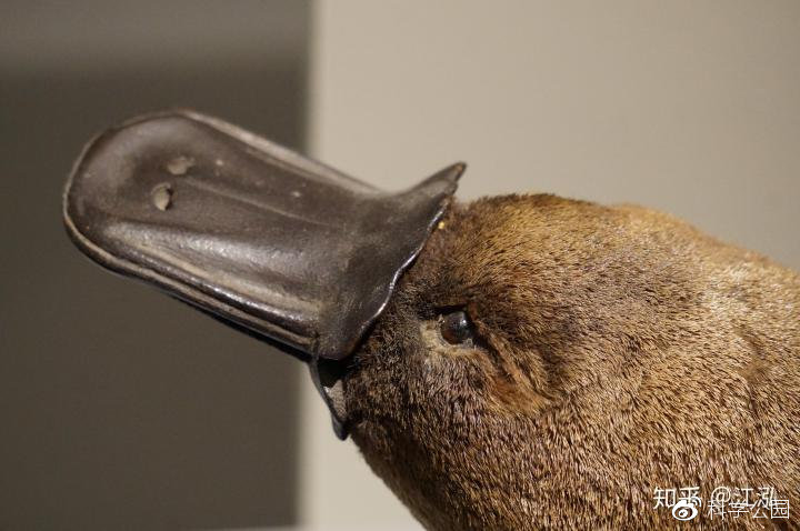 图注：鸭嘴兽属于盲感应捕食动物，图片来自网络