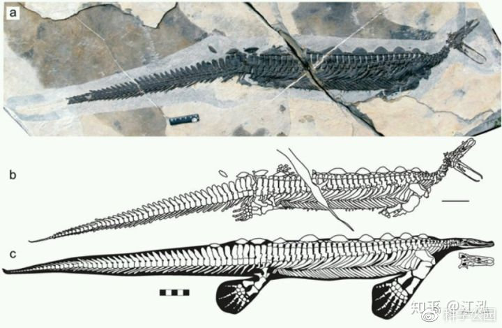 图注：扇桨龙的完整化石及骨骼线图，图片来自网络